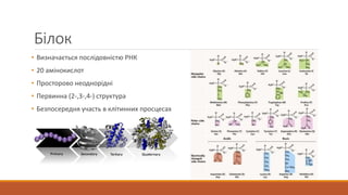 Білок
• Визначається послідовністю РНК
• 20 амінокислот
• Просторово неоднорідні
• Первинна (2-,3-,4-) структура
• Безпосередня участь в клітинних просцесах
 