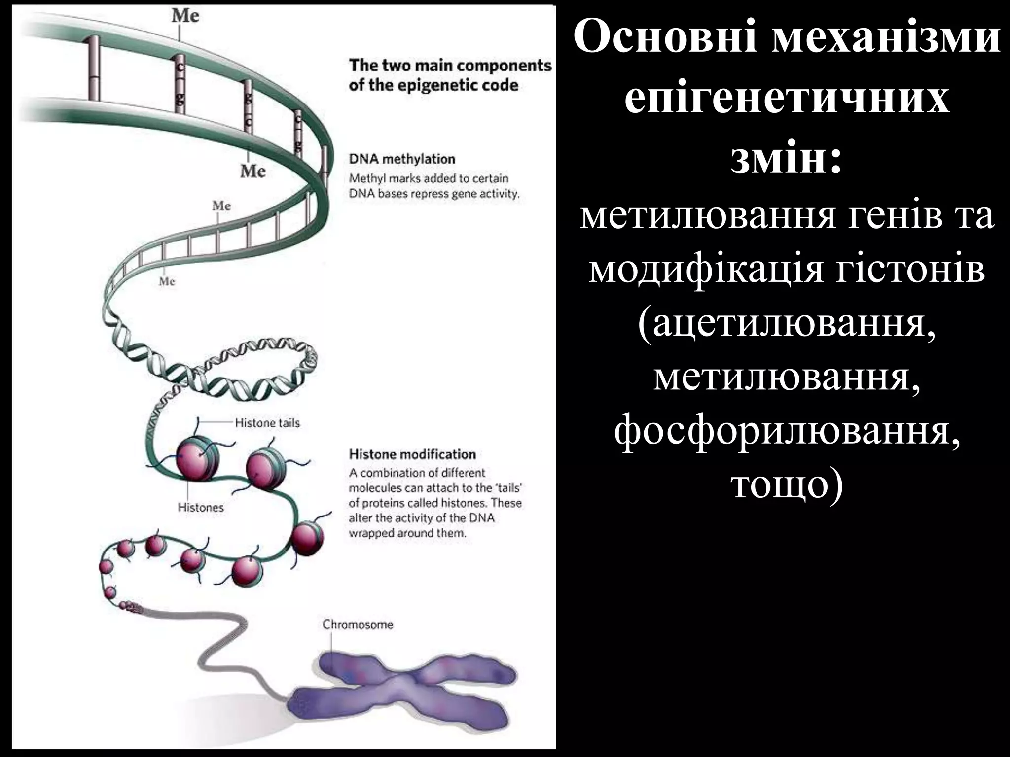 Досенко В.Є. Пухлина - Генетика та епігенетика | PPT