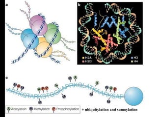 + ubiquitylation and sumoylation
 