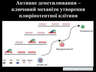 Активне деметилювання –
ключовий механізм утворення
плюріпотентної клітини
 
