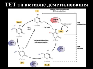 TET та активне деметилювання
 