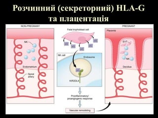 Розчинний (секреторний) HLA-G
та плацентація
 