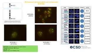 BCR/ABL -
(2R2G)
BCR/ABL +
(2F1R1G)
BCR/ABL +
(1F1R1G)
Матеріал: кров або аспірат кісткового мозку
Підрахунок мінімум 100 клітин
Cut off – 2 %
Проба: Dual color Fusion probe
Визначення філадельфійської хромосоми
BCR/ABL
 