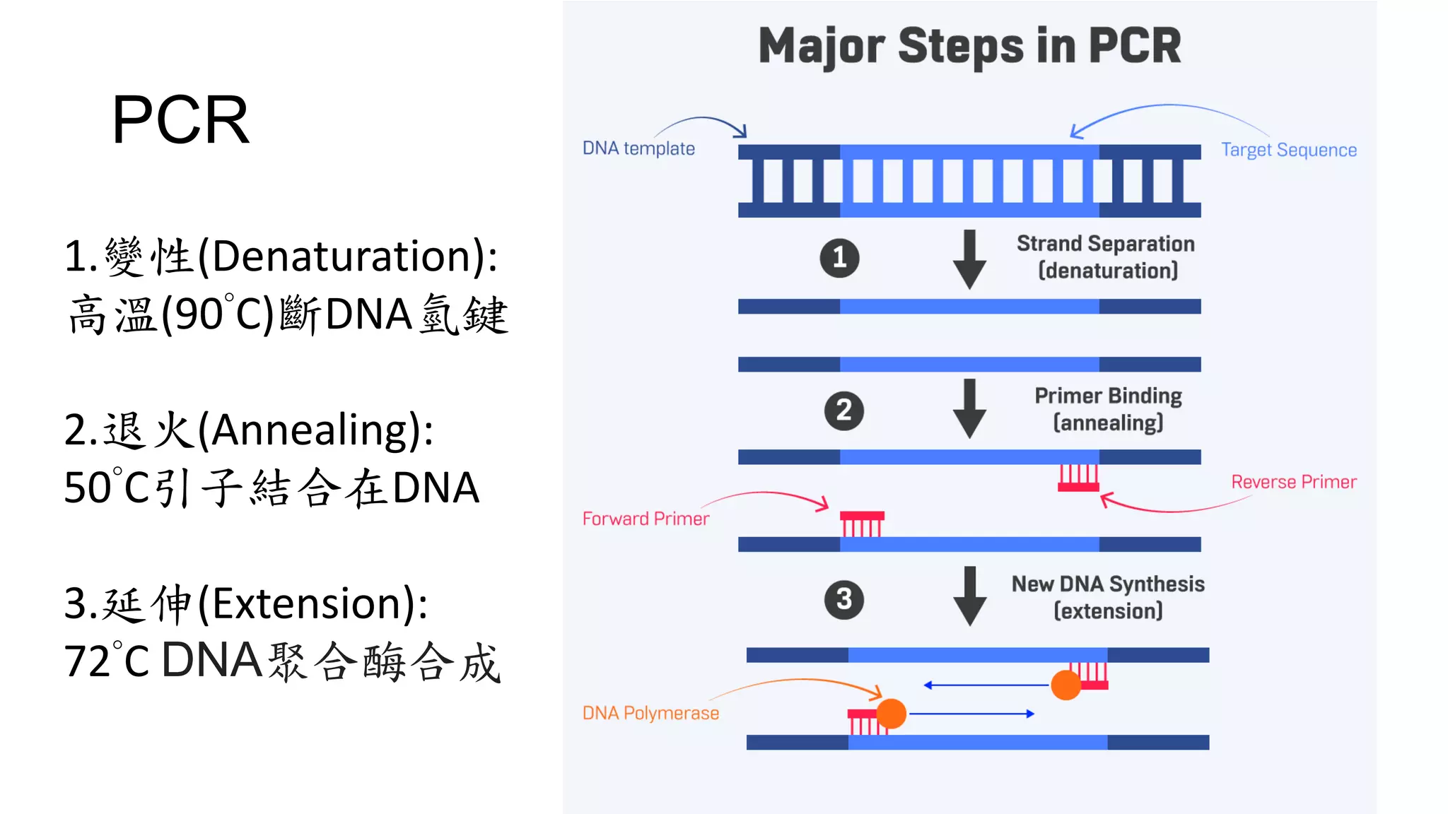 PCR
1.變性(Denaturation):
高溫(90°C)斷DNA氫鍵
2.退火(Annealing):
50°C引子結合在DNA
3.延伸(Extension):
72°C DNA聚合酶合成
 