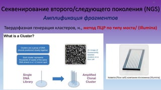 Секвенирование второго/следующего поколения (NGS)
Амплификация фрагментов
Твердофазная генерация кластеров, н., метод ПЦР по типу моста/ (Illumina)
11
 