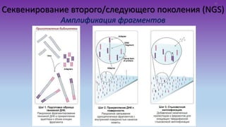 Секвенирование второго/следующего поколения (NGS)
Амплификация фрагментов
12
 