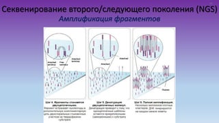 Секвенирование второго/следующего поколения (NGS)
Амплификация фрагментов
13
 