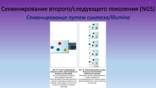 Секвенирование второго/следующего поколения (NGS)
Секвенирование путем синтеза/Illumina
16
 