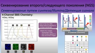 Секвенирование второго/следующего поколения (NGS)
Секвенирование путем синтеза/Illumina/Детекция сигнала
17
 