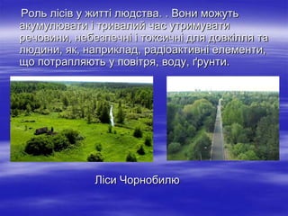 Роль лісів у житті людства. . Вони можуть
акумулювати і тривалий час утримувати
речовини, небезпечні і токсичні для довкілля та
людини, як, наприклад, радіоактивні елементи,
що потрапляють у повітря, воду, ґрунти.
Ліси Чорнобилю
 