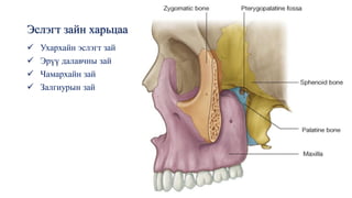 Эслэгт зайн харьцаа
✓ Ухархайн эслэгт зай
✓ Эрүү далавчны зай
✓ Чамархайн зай
✓ Залгиурын зай
 