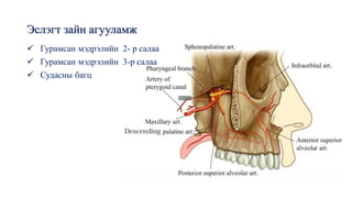 Эслэгт зайн агууламж
✓ Гурамсан мэдрэлийн 2- р салаа
✓ Гурамсан мэдрэлийн 3-р салаа
✓ Судасны багц
 