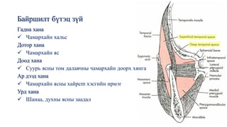 Байршилт бүтэц зүй
Гадна хана
✓ Чамархайн хальс
Дотор хана
✓ Чамархайн яс
Доод хана
✓ Суурь ясны том далавчны чамархайн доорх хянга
Ар дээд хана
✓ Чамархайн ясны хайрсm хэсгийн ирмэг
Урд хана
✓ Шанаа, духны ясны заадал
 