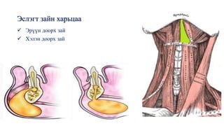 Эслэгт зайн харьцаа
✓ Эрүүн доорх зай
✓ Хэлэн доорх зай
 