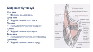 Байршилт бүтэц зүй
Дээд хана
✓ Шанааны нум, шанаа яс,
Доод хана
✓ Эрүүний салааны доод ирмэг,
Урд хана
✓ Зажлуурын булчингийн урд ирмэг
Ар хана
✓ Эрүүний салааны арын ирмэг
Гадна хана
✓ Зажлуурын булчингийн дотор гадаргуу
Дотор хана
✓ Эрүүний салааны гадна гадаргуу
 
