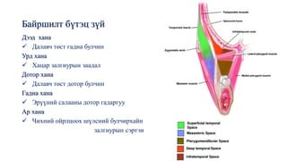 Байршилт бүтэц зүй
Дээд хана
✓ Далавч төст гадна булчин
Урд хана
✓ Хацар залгиурын заадал
Дотор хана
✓ Далавч төст дотор булчин
Гадна хана
✓ Эрүүний салааны дотор гадаргуу
Ар хана
✓ Чихний ойрлцоох шүлсний булчирхайн
залгиурын сэртэн
 