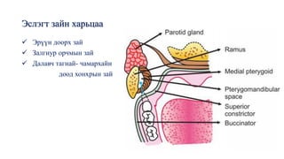 Эслэгт зайн харьцаа
✓ Эрүүн доорх зай
✓ Залгиур орчмын зай
✓ Далавч тагнай- чамархайн
доод хонхрын зай
 