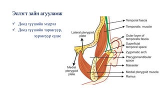Эслэгт зайн агууламж
✓ Доод түүшийн мэдрэл
✓ Доод түүшийн тараагуур,
хураагуур судас
 