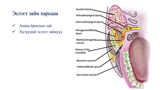 Эслэгт зайн харьцаа
✓ Амны ёроолын зай
✓ Хүзүүний эслэгт зайнууд
1
2
3
4
 