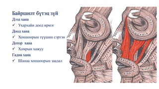 Байршилт бүтэц зүй
Дээд хана
✓ Ухархайн доод ирмэг
Доод хана
✓ Хоншоорын түүшин сэртэн
Дотор хана
✓ Хамрын хажуу
Гадна хана
✓ Шанаа хоншоорын заадал
 