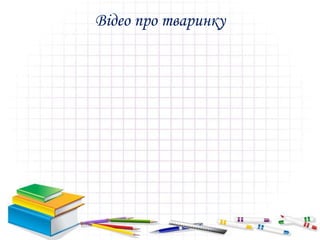 Відео про тваринку
 