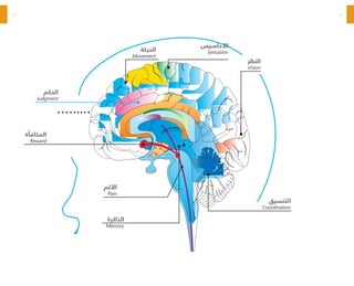 18
19
‫الحكم‬
Judgment
‫المكافأة‬
Reward
‫األلم‬
Pain
‫الذاكرة‬
Memory
‫التنسيق‬
Coordination
‫النظر‬
Vision
‫الحركة‬
Movement
‫اآلحاسيس‬
Sensation
 
