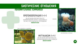 Биотические отношения
Положительные (симбиоз)
+Протокооперация (+/+)
Оба организма получают пользу от
взаимоотношений, но могут существовать и
без них. То есть получается что отношения
необязательны
Экзампл:
Рак-отшельник и актиния
Мутуализм (+/+)
Оба организма получают пользу от
взаимоотношений, но они становятся
обязательными
Гриб и водоросль в лишайнике
12
Свертков Данила Алексеевич
 