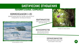 Биотические отношения
Положительные (симбиоз)
Комменсализм (+/0)
Квартирантство
Один организм получает выгоду, для другого от
отношений нет ни вреда ни пользы
Один использует другого как
место жительства
Нахлебничество
Один организм питается
остатками пищи другого
Сотрапезничество
Потребление разных веществ или
частей одной и той же пищи
Орхидея на стволе дерева
Белый медведь и песец 13
Свертков Данила Алексеевич
 