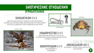 Биотические отношения
Отрицательные
паразитизм (+/-)
Один организм (паразит) использует другой организм
(хозяина) как источник пищи, место обитания, при этом наносит
ему вред, не доводя до гибели продолжительное время
Бычий цепень
Саккулина
Хищничество (+/-)
Один организм использует другой как
источник пищи. Обычно хищник больше жертвы
и убивает ее быстро
Беркут и лиса
конкуренция (-/-)
Внутривидовая и


Межвидовая
Аменсализм (0/-)
Для одного - отрицательные, для другого-
безразличные
Ель и трава
15
Свертков Данила Алексеевич
 