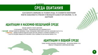 Среда обитания
Если обратить внимание на условия среды, то становятся понятными
многие особенности строения и жизнедеятельности организмов, т.е. Их
адаптации
Адаптации к наземно-воздушной среде
Сильно зависят от места обитания.


В засушливых регионах - приспособления для экономии влаги


У растений - хорошо развитые покровные ткани, уменьшение поверхности листьев, запасание влаги и т.Д.


У животных - хорошо развитая выделительная система, ночная и утренняя активность и т.д.
 
у быстро передвигающихся организмов (птиц) развивается обтекаемая форма тела
Адаптации к водной среде
Самое распространенное приспособление - обтекаемая форма тела.
 
Помогает преодолевать сопротивление воды
3
Не четверг
Свертков Данила Алексеевич
 
