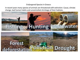 Endangered Species in Greece
In recent years many species of animals are threatened with extinction. Cause, climate
change, bad human habits and uncontrolled shrinkage of their habitats.
 