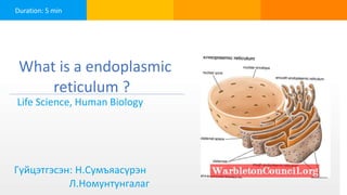 Duration: 5 min
What is a endoplasmic
reticulum ?
Life Science, Human Biology
Гүйцэтгэсэн: Н.Сумъяасүрэн
Л.Номунтунгалаг
Click to open in Lifeliqe
 