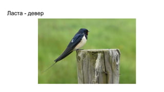 Ласта - девер
 
