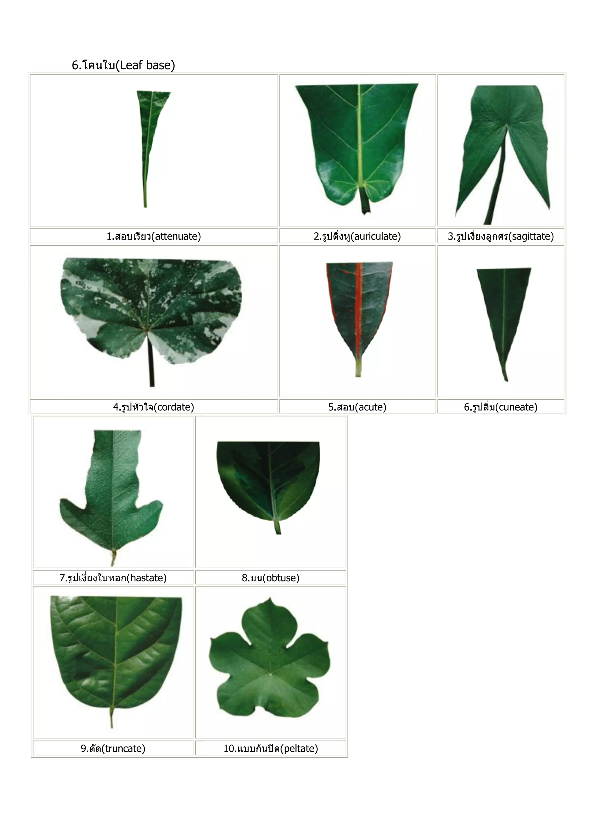 ลักษณะทางพฤกษศาสตร์ของพืช.pdf