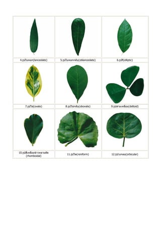 ลักษณะทางพฤกษศาสตร์ของพืช.pdf