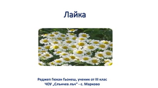 Лайка | PPT