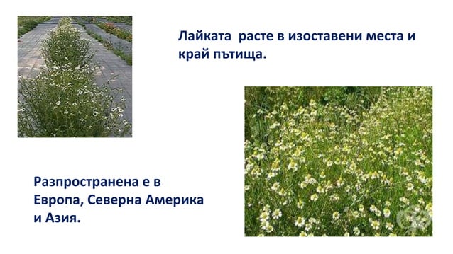 Лайка | PPT