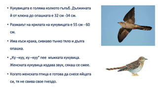 Кукувица.pptx