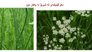 شیرێژ .pptx