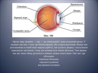 Орган зору людини — око — це унікальний і дуже складний орган. У
людини два ока, і тому зір бінокулярний, або стереоскопічний. Кожне око
розташоване в очній ямці черепа (орбіті), має кулясту форму з опуклішою
передньою частиною і тому ще називається очним яблуком. Така форма
ока дає змогу йому рухатися в певних межах очної ямки. Око має три
оболонки:
зовнішня (білкова),
середня (судинна)
внутрішня (сітківка).
 
