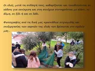 Οι ελιές, μετά τη συλλογή τους, καθαρίζονται και τοποθετούνται σε
κάδους για εκπίκριση και στη συνέχεια συντηρούνται με αλάτι, σε
άλμη, σε ξίδι ή και σε λάδι.
Φωτογραφίες από τη δική μας προσπάθεια συγκομιδής και
επεξεργασίας των καρπών της ελιάς που βρίσκεται στο σχολείο
μας…
 