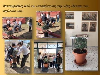 Φωτογραφίες από τη μεταφύτευση της νέας ελίτσας του
σχολείου μας…
 