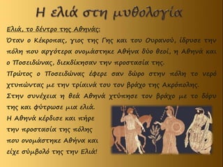 Ελιά, το δέντρο της Αθηνάς:
Όταν ο Κέκροπας, γιος της Γης και του Ουρανού, ίδρυσε την
πόλη που αργότερα ονομάστηκε Αθήνα δύο θεοί, η Αθηνά και
ο Ποσειδώνας, διεκδίκησαν την προστασία της.
Πρώτος ο Ποσειδώνας έφερε σαν δώρο στην πόλη το νερό
χτυπώντας με την τρίαινά του τον βράχο της Ακρόπολης.
Στην συνέχεια η θεά Αθηνά χτύπησε τον βράχο με το δόρυ
της και φύτρωσε μια ελιά.
Η Αθηνά κέρδισε και πήρε
την προστασία της πόλης
που ονομάστηκε Αθήνα και
είχε σύμβολό της την Ελιά!
 