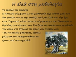 Το ρόπαλο του Ηρακλή
Ο Ηρακλής σύμφωνα με τη μυθολογία είχε πάντα μαζί του
ένα ρόπαλο που το είχε φτιάξει από μία ελιά που είχε βρει
στον Σαρωνικό κόλπο. Κάποτε, σύμφωνα με τον Παυσανία, ο
Ηρακλής επισκέφτηκε την Τροιζήνα και ακούμπησε το ρόπαλό
του πάνω στο άγαλμα του Ερμή που υπήρχε εκεί.
Τότε το ρόπαλο βλάστησε, έβγαλε
ρίζες και έτσι αναγεννήθηκε και
έμεινε εκεί σαν αγριελιά.
 