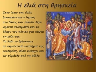 Στον ίσκιο της ελιάς
ξεκουράστηκε ο Ιησούς
στο δάσος των ελαιών λίγο
προτού σταυρωθεί και το
δάκρυ του πότισε για πάντα
τη ρίζα της.
Το λάδι το βρίσκουμε
σε σημαντικά μυστήρια της
εκκλησίας, αλλά υπάρχει και
ως σύμβολο από τη Βίβλο.
 