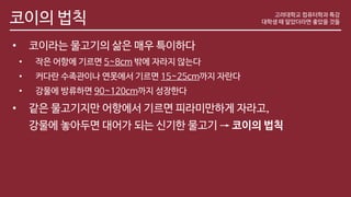 코이의 법칙
• 코이라는 물고기의 삶은 매우 특이하다
• 작은 어항에 기르면 5~8cm 밖에 자라지 않는다
• 커다란 수족관이나 연못에서 기르면 15~25cm까지 자란다
• 강물에 방류하면 90~120cm까지 성장한다
• 같은 물고기지만 어항에서 기르면 피라미만하게 자라고,
강물에 놓아두면 대어가 되는 신기한 물고기 → 코이의 법칙
고려대학교 컴퓨터학과 특강
대학생 때 알았더라면 좋았을 것들
 