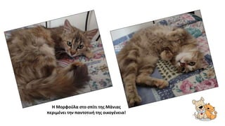 Η Μορφούλα στο σπίτι της Μάνιας
περιμένει την παντοτινή της οικογένεια!
 