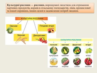 Культурні рослини — рослини, вирощувані людством для отримання
харчових продуктів, кормів в сільському господарстві, ліків, промислової
та іншої сировини, інших цілей в задоволенні потреб людини.
 