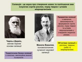 Селекція - це наука про створення нових та поліпшення вже
існуючих сортів рослин, порід тварин і штамів
мікроорганізмів
Чарльз Дарвін,
заклав наукові
основи селекції
Микола Вавилов,
основоположник
сучасної наукової
селекції
Предметом селекції
є вивчення
закономірносте
формування сортів
рослин, порід тварин
та штамів
мікроорганізмів у
створених людиною
умовах.
Теоретичною базою селекції
є генетика, еволюційне вчення
та екологія
Об’єктами селекції є
рослини, тварини,
гриби та
мікроорганізми.
 