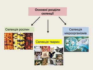 Основні розділи
селекції
Селекція рослин
Селекція тварин
Селекція
мікроорганізмів
 